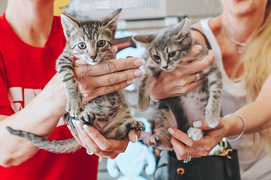 Pet supermarket cats clearance